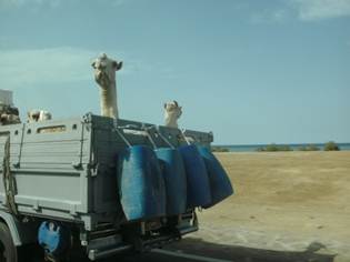 Beschrijving: N:\PICT0091.JPG